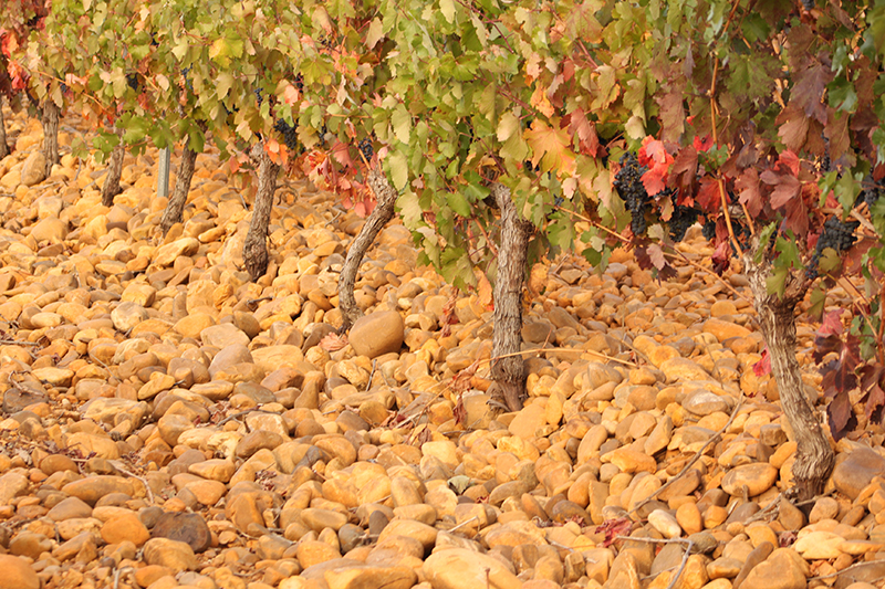 La poda en viticultura: todo lo que debes saber al respecto